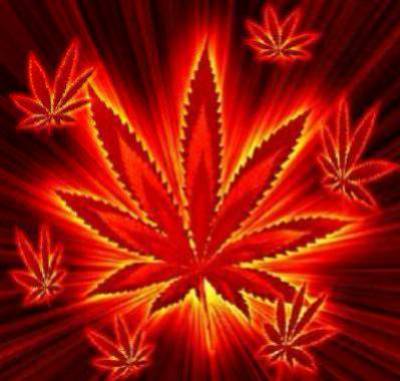 le meilleur cannabis