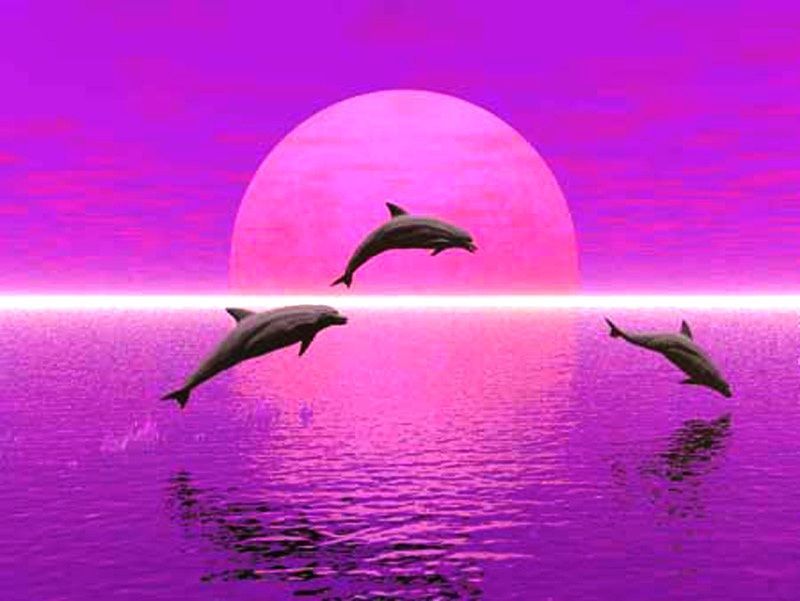 Les dauphins, des images de dauphin, Viens découvrir des photos de dauphin, le 